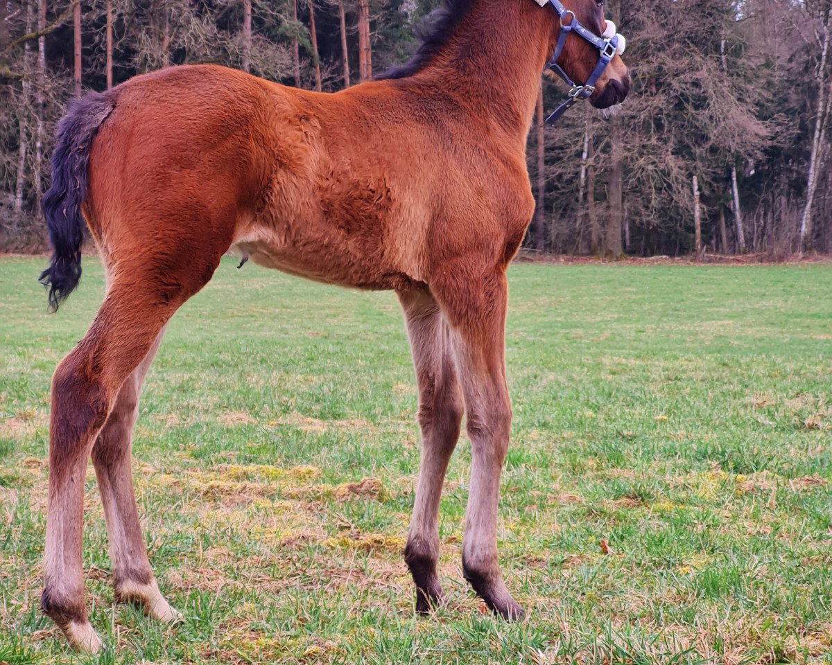 horse Dansari (German Sport Horse, 2021, from Don Plaisier)