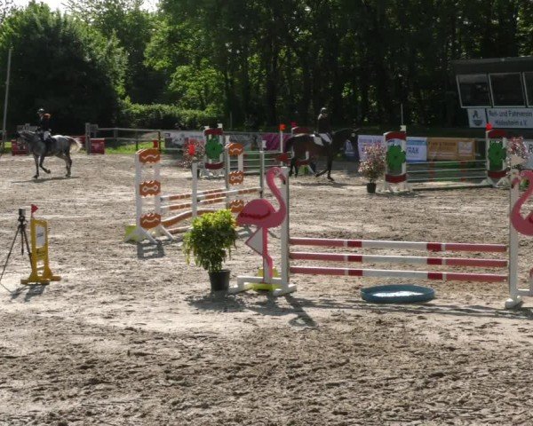 Reitturnier Hildesheim-Steuerwald 2025