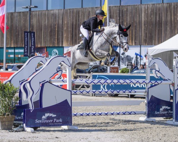 Springpferd Daiquiri 134 (Oldenburger Springpferd, 2015, von Dakar VDL)