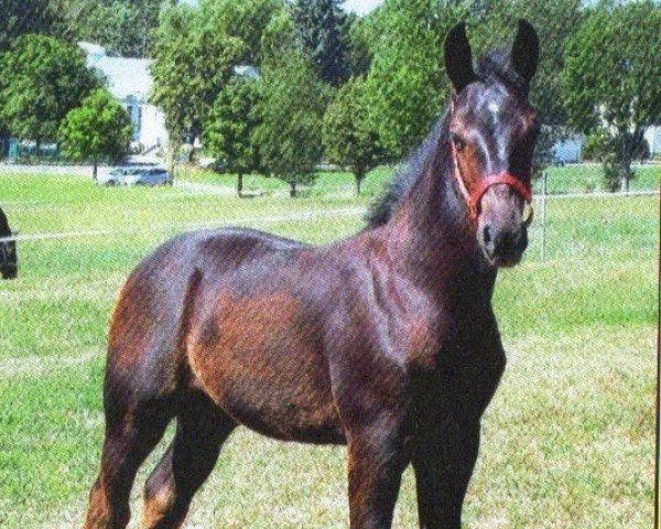 Dressurpferd Rock it Raven (Sächs.-Thür. Schweres Warmbl., 2013, von Landvogt)