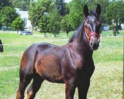 Dressurpferd Rock it Raven (Sächs.-Thür. Schweres Warmbl., 2013, von Landvogt)