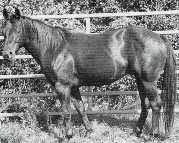 stallion Bueno Par (Quarter Horse, 1992, from Checkmate Black Par)