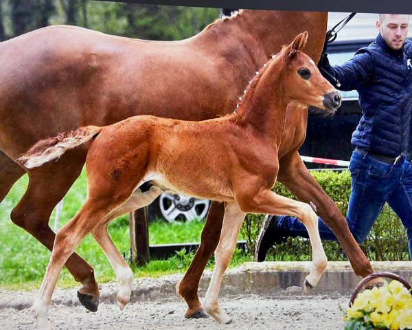 stallion Ikarus (German Sport Horse, 2021, from In My Mind NRW)