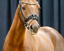 stallion Frieder (German Riding Pony, 2022, from Für immer Du)