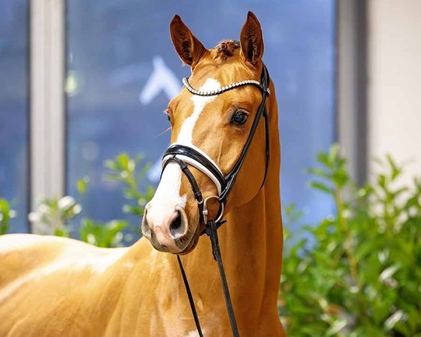 horse Fortnite Horizon (Hanoverian, 2021, from Franz Joseph Junior)