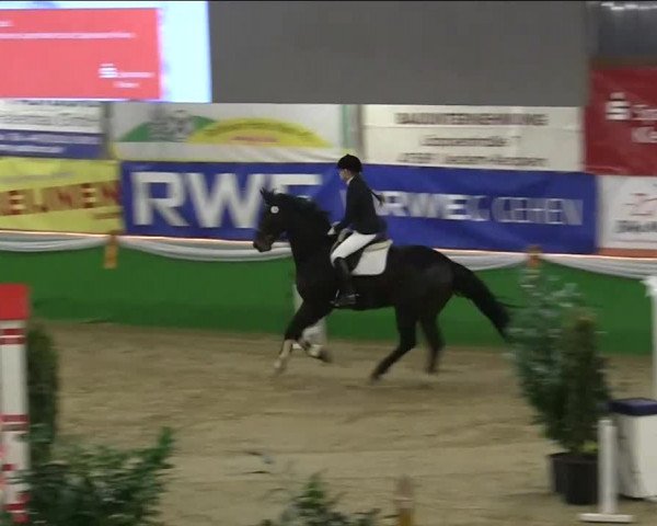 Keppelner Springpferdemeeting 2014