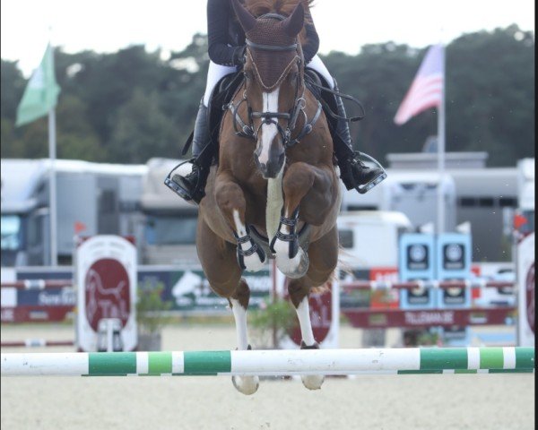 jumper Apple Jack Db Z (Zangersheide riding horse, 2017, from Aganix du Seigneur) jumper Apple Jack Db Z (Zangersheide riding horse, 2017, from Aganix du Seigneur)