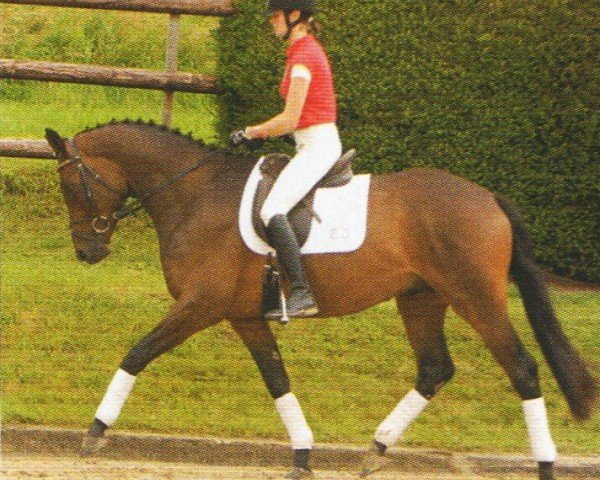 horse Herzensfürst 2 (Trakehner, 2008, from Zauberfürst)
