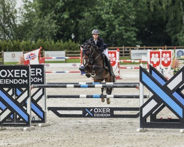 jumper Maya 389 (German Riding Pony, 2015, from Mylord Carwyn)