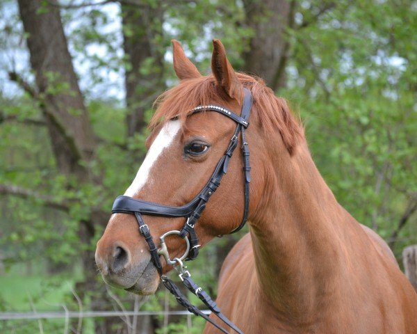 broodmare First Love B (German Riding Pony, 2005, from De Angelo B) broodmare First Love B (German Riding Pony, 2005, from De Angelo B)