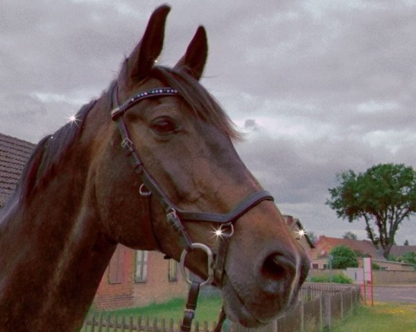 dressage horse Rosenlord (German Sport Horse, 2005, from Rosenprinz)
