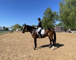 dressage horse Witali 4 (German Warmblood, 2004, from Warstein)
