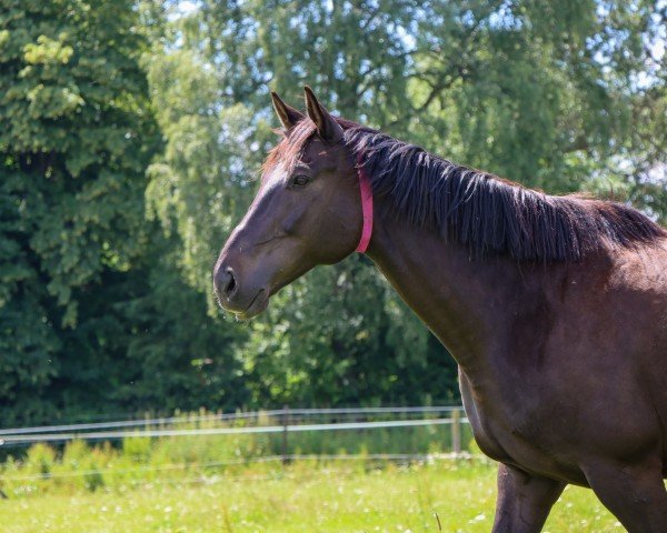 horse Fiepes Boy (Mecklenburg, 2013, from Fiepes Winged xx)