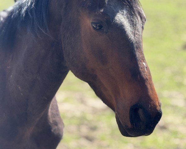 horse Voice of Home (Oldenburg, 2023, from DSP VA Bene)