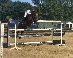 jumper Challahan (Polish Warmblood, 2008, from Cartouche (POL))