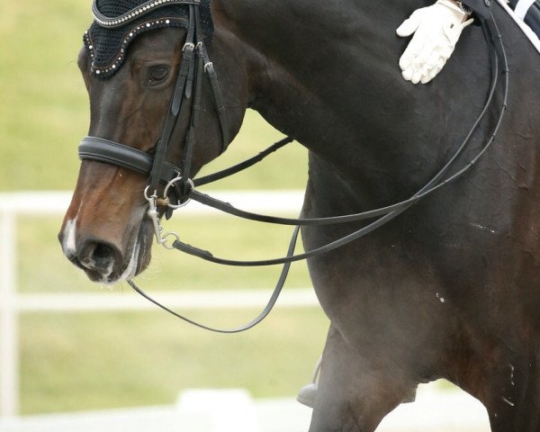 Dressurpferd Vivi 13 (Westfale, 2012, von Vitalis)
