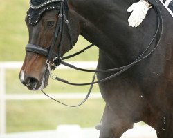 dressage horse Vivi 13 (Westphalian, 2012, from Vitalis)