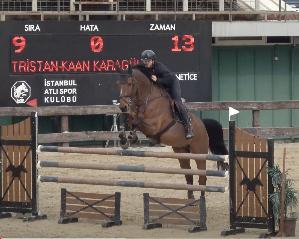 jumper Tristan A Z (Zangersheide riding horse, 2009, from Tsar Hero)