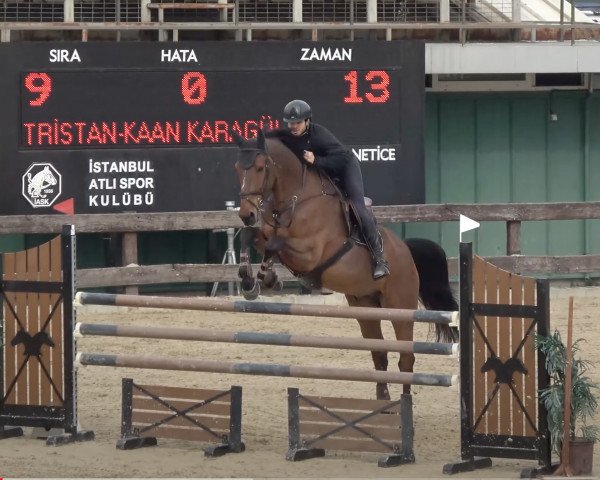 Springpferd Tristan A Z (Zangersheide Reitpferd, 2009, von Tsar Hero)