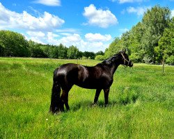 dressage horse Fantagiro 14 (German Sport Horse, 2017, from Fürst Wettin)
