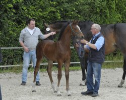 horse Hengst von Franziskus / Rock Forever I (Westphalian, 2017, from Franziskus FRH)