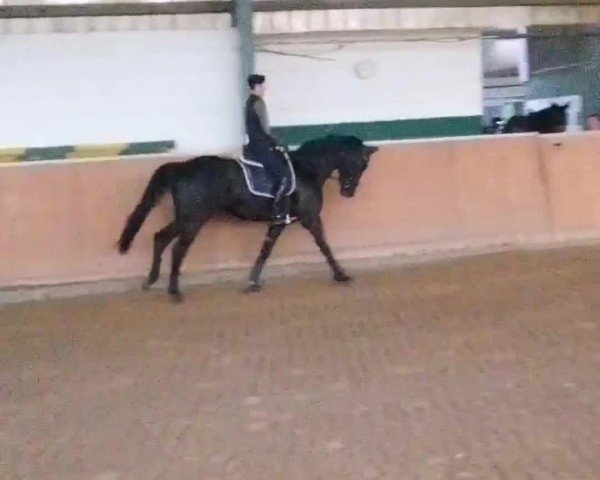 Video von Majestic's Black Edition