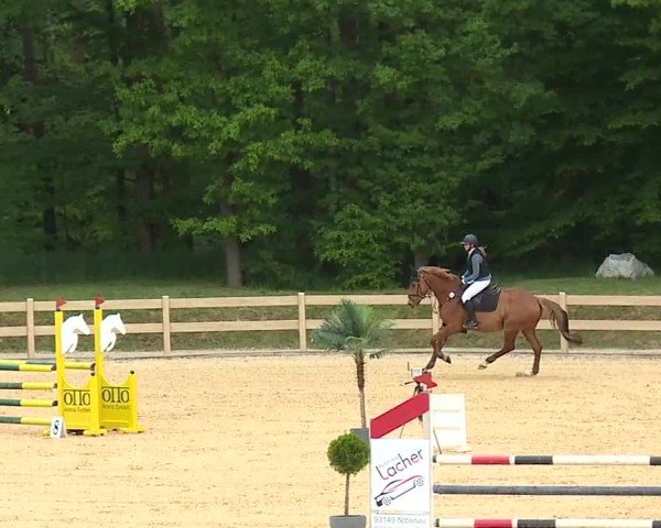 Reitturnier Tiefenhof/Opf. 2025