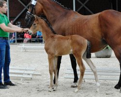horse Finity for Fusch (Westphalian, 2017, from Fürsten Time)