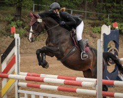 jumper Noble Girl 8 (Bavarian, 2010, from Colestus)