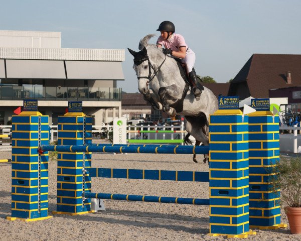 jumper Cavaletto Loma Z (Zangersheide riding horse, 2014, from Chellano Alpha Z)