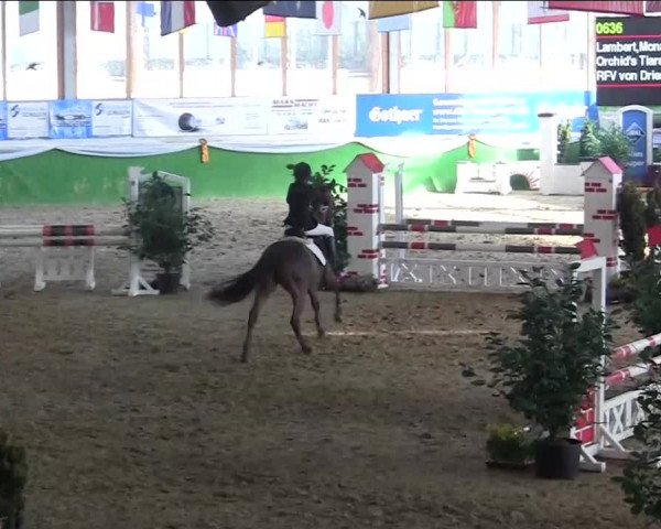 Keppelner Springpferdemeeting 2014