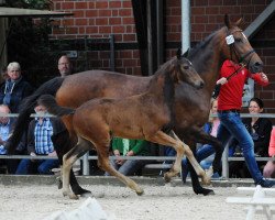 dressage horse Flooki's Floyd (Westphalian, 2017, from Fürsten Time)