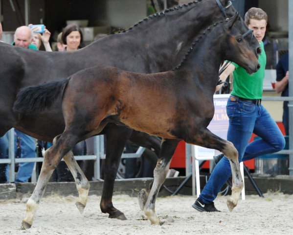 Dressurpferd Fürst Frechdachs (Westfale, 2017, von Fürsten Time)