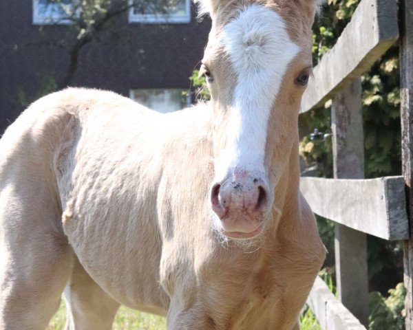 horse Moonlight Golden Touch (German Riding Pony, 2021, from FS Mr. Right)