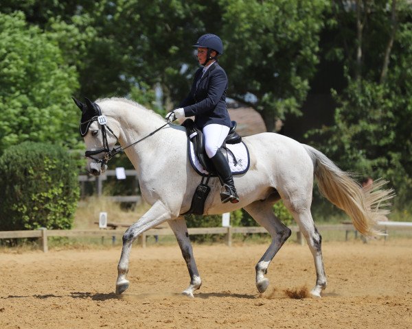 dressage horse Roose's Lisotho (Trakehner, 2011, from Singolo)