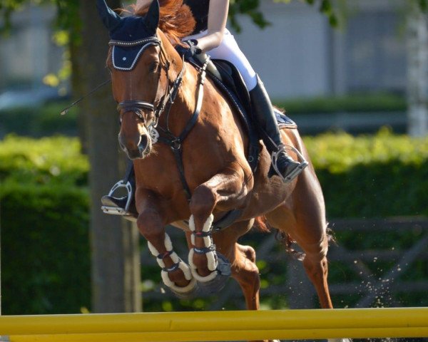 jumper Adelheid 53 (Oldenburg, 2012, from Armitage)