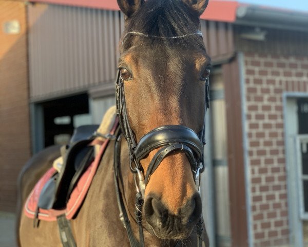 horse Juicy van de gavers (Belgian Warmblood, 2009, from Quincerot van T L)
