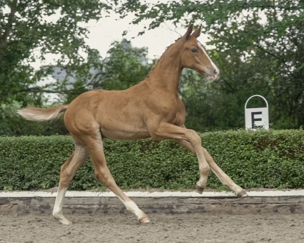 Deckhengst En Vogue (Rheinländer, 2020, von Escamillo)
