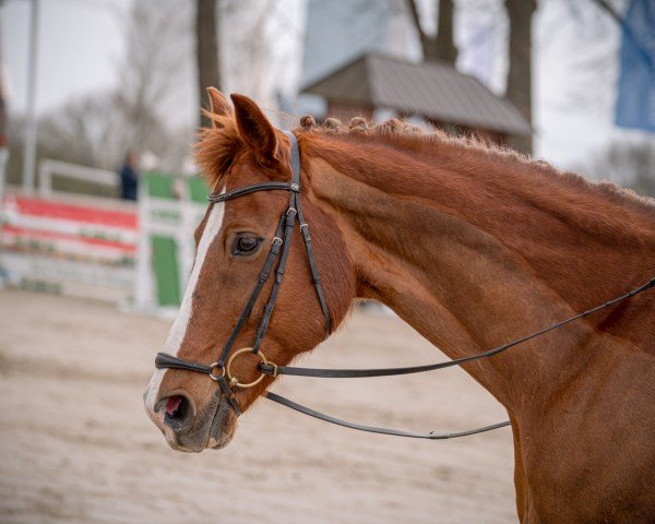 Dressage horse Q-Sieben R (Westphalian, 2010, from Quaterback)