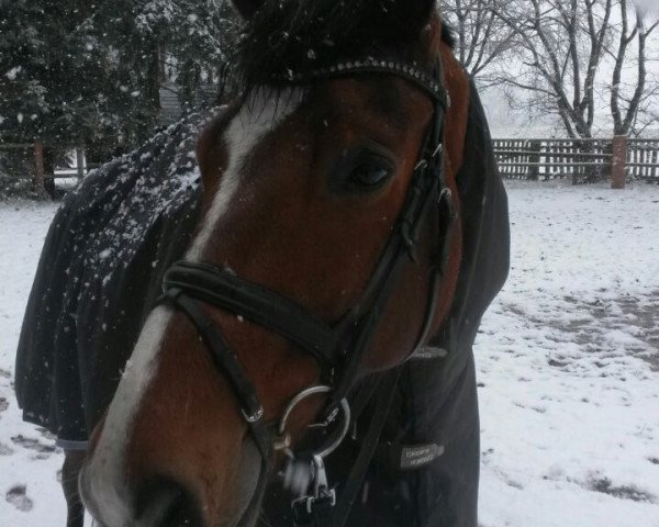 horse Falconetti s (Westphalian, 2007, from Friedensritter)