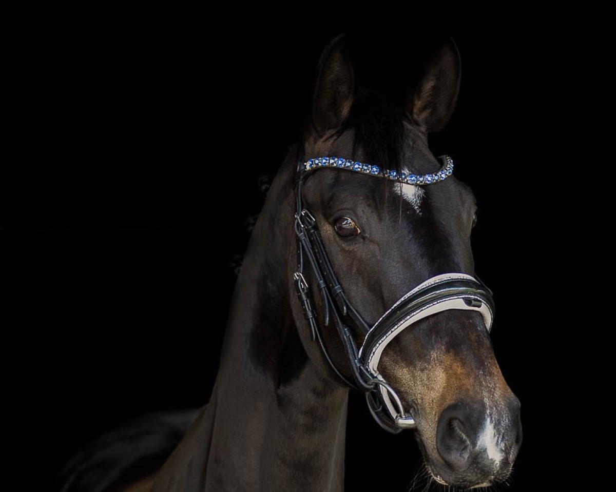 dressage horse Skyfall 71 (Oldenburg, 2018, from Sir Donnerhall I)