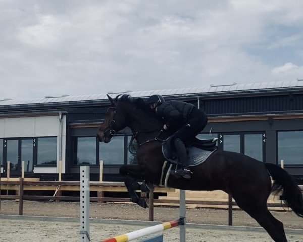 Pferd Lightdome (Trakehner, 2009, von Starway)