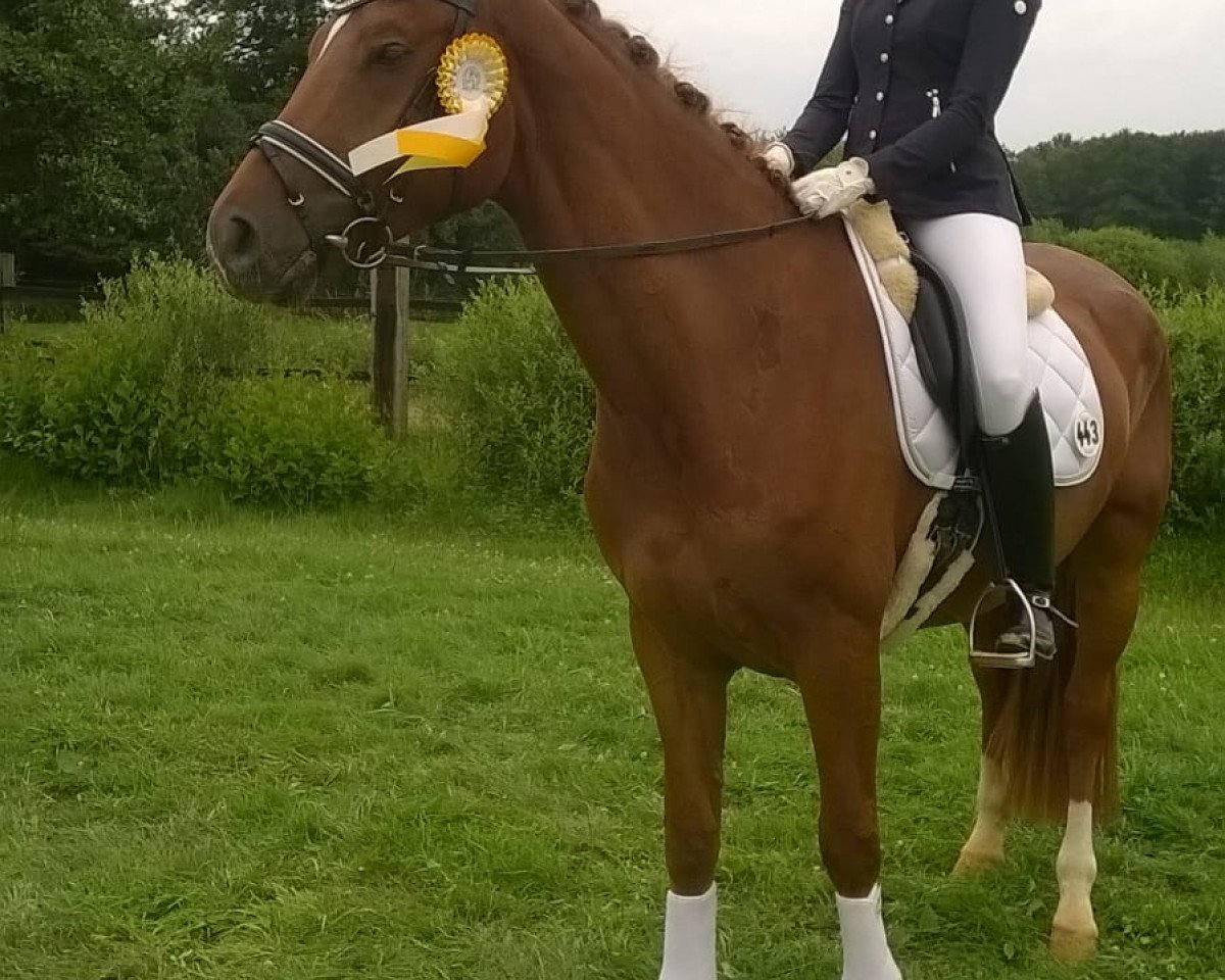 Dressurpferd Fannie Maye (Westfale, 2014, von Fürst Larino)