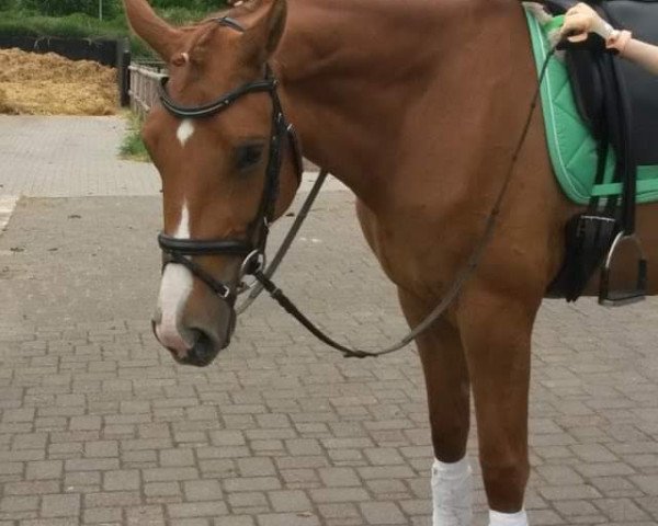 broodmare Lana del Rey S (Westphalian, 2012, from Los Angeles)