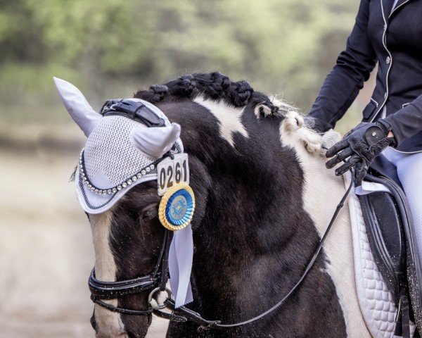dressage horse Devon de coeur (Pony without race description, 2012)
