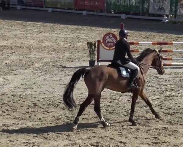 Reitturnier Preding 2025
