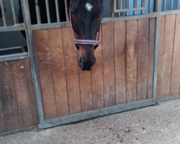 horse Summer (Hanoverian, 2007, from Samarant)