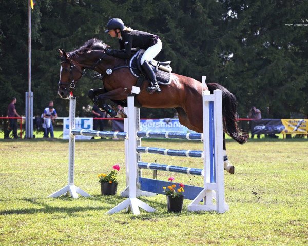 Zuchtstute Lady Levista (Deutsches Sportpferd, 2009, von Levistano)