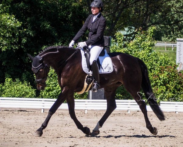 Dressurpferd Burnaby (Hannoveraner, 2012, von Benetton Dream FRH 1301)