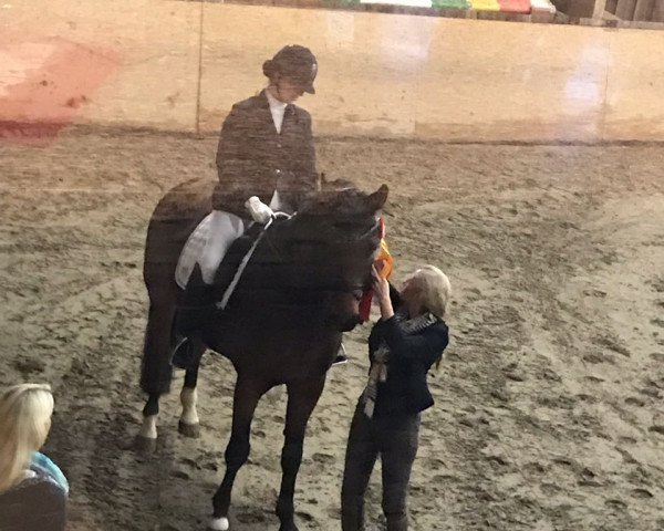 Dressurpferd Fiderwind 2 (Rheinländer, 2007, von Fidertanz)